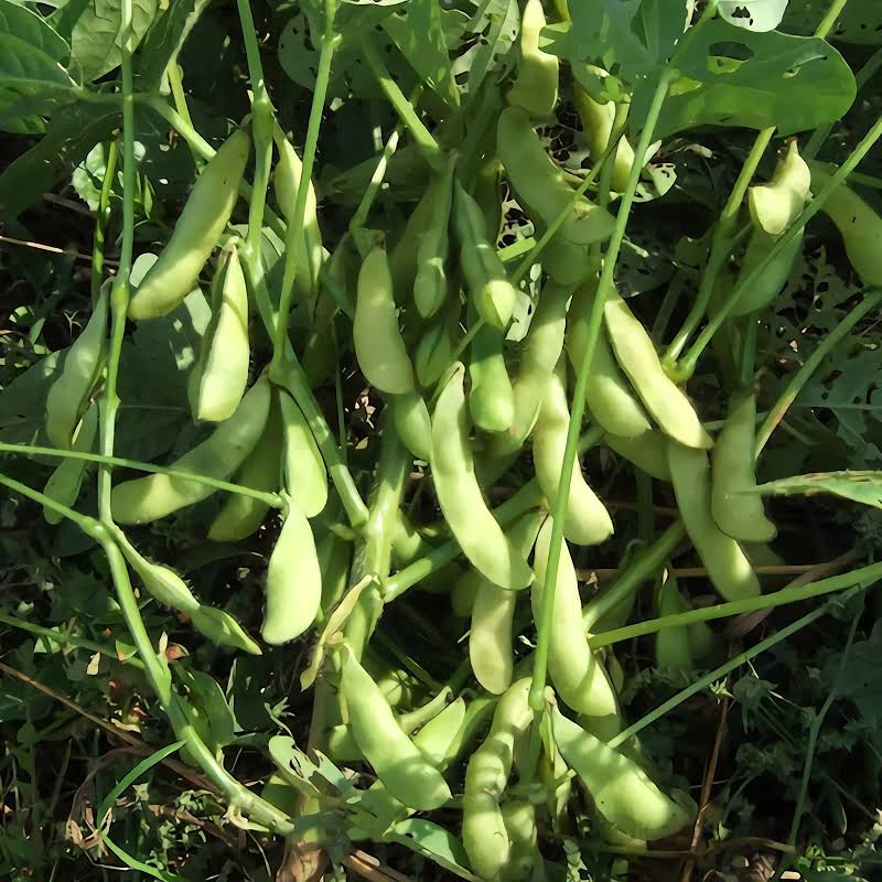 پرورش سویا از طریق بذر